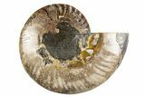 Cut & Polished Ammonite Fossil (Half) - Madagascar #310692-1